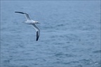 Fous de bassan  21-03-26 100