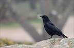 Corneille noire  21-03-26 11