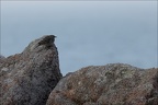 Pipit maritime  20-03-26 13