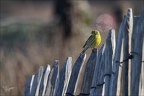 Serin cini  17-03-26 03