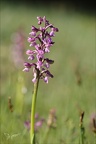 Anacamptis morio 26.04.26-0030