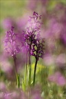 Anacamptis morio 26.04.26-0015