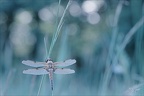Libellula quadrimaculata 26.04.26-0004+