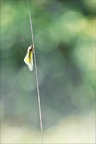 Ascalaphe  26.04.26-0002+
