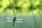 Libellula quadrimaculata 26.04.26-0008