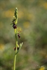 Ophrys insectifera 26.04.26-0005