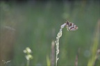 Mélitée des mélampyres 26.04.26