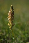Orchis antropophora 26.04.26-0001