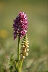 Orchis antropophoraXO simia 26.04.26-0005