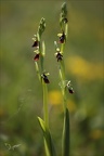 Ophrys insectifera 26.04.26-0009