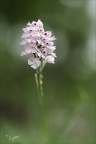 Neotinea tridentata 02.05.26-0004
