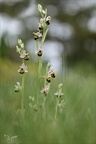 Ophrys fuciflora 02.05.26-0005