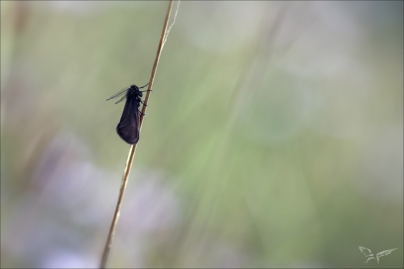 Epichnopterix plumella_02.05.26-0001.jpg