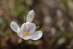 Crocus 09.05.26