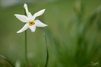 Narcisse des poetes 09.05.26