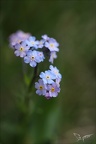 Myosotis 09.05.26-0002
