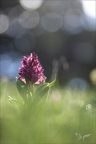 Orchis sureau  09.05.26-0003