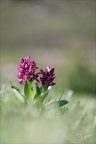 Orchis sureau  09.05.26-0002