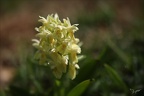 Orchis sureau  08.05.26-0002