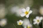 Renoncule de kuepfer 08.05.26-0003