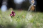 Orchis sureau  09.05.26-0010