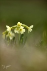 Primula veris 09.05.26-0004