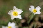 Renoncule de kuepfer 08.05.26-0004
