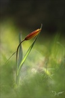 Tulipe australe 09.05.26-0006