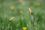 Tulipe australe 09.05.26-0026