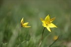 Tulipe australe 09.05.26-0029