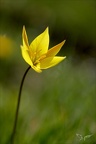 Tulipe australe 09.05.26-0031