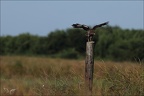 Buse variable 24-05-26 05