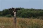 Buse variable 24-05-26 04