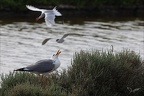 Goéland vs sterne  31-05-26 02