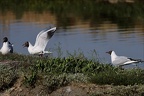 Mouette rieuse  27-05-26 10