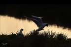 Mouette rieuse  28-05-26 14