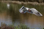 Mouette rieuse  27-05-26 11