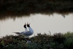 Mouette rieuse  28-05-26 18