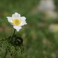 Anemone alpina 03.07.26-0003