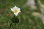 Anemone alpina 03.07.26-0003