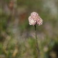 Antennaria dioica(pied-de-chat) 01.07.26-0001