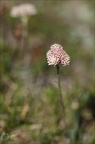 Antennaria dioica(pied-de-chat) 01.07.26-0001