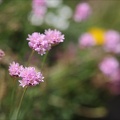 Armeria alpina 01.07.26-0002