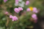 Armeria alpina 01.07.26-0002