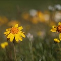 Arnica montana 03.07.26
