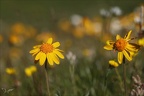 Arnica montana 03.07.26