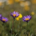 Aster alpinus 03.07.26-0001