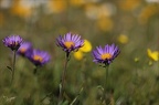Aster alpinus 03.07.26-0001