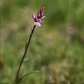 Dactylorhisa fuchsii psychrophi 01.07.26-0001