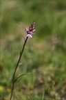 Dactylorhisa fuchsii psychrophi 01.07.26-0001
